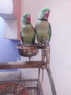 Raw parrot male one age 2.5 years price 27000 one male age 18month+ p