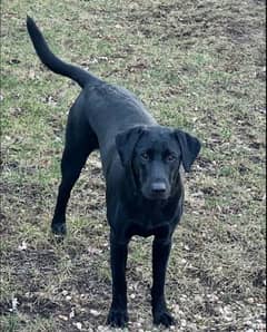 American Lab Dogs