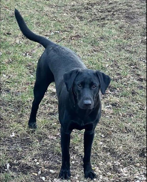 American Lab Dogs 0