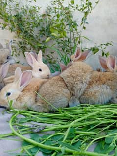 flamish and newzland rabbits