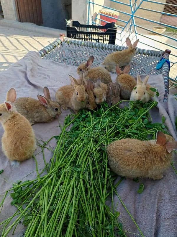 3flamish and 1newzland rabbit and females 0