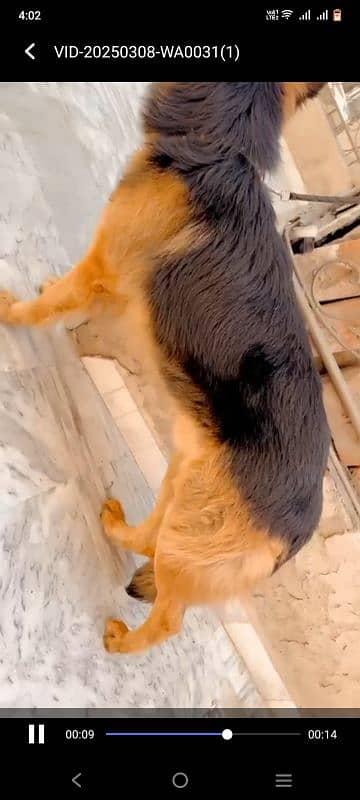 I am selling my long hair German shepherd male 0