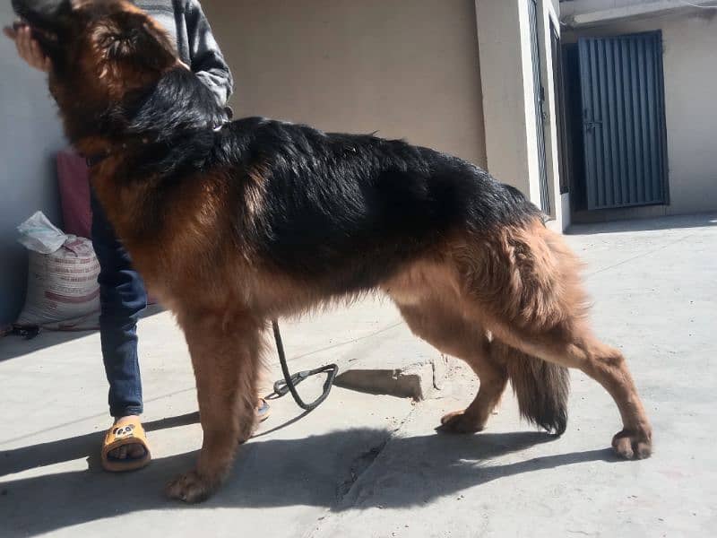 I am selling my long hair German shepherd male 5