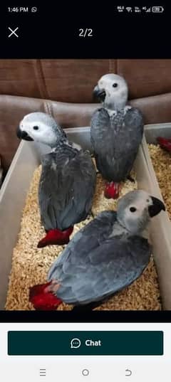 African grey parrot chicks for sale 0335=488=7932