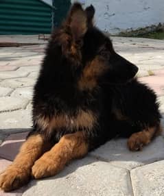 German Shepherd puppies