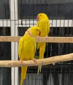 Yellow Ringneck Ready to Breeder Pair for Sale | Yellow Ring Neck