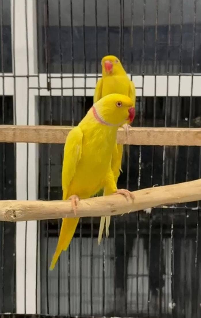 Yellow Ringneck Ready to Breeder Pair for Sale | Yellow Ring Neck 1