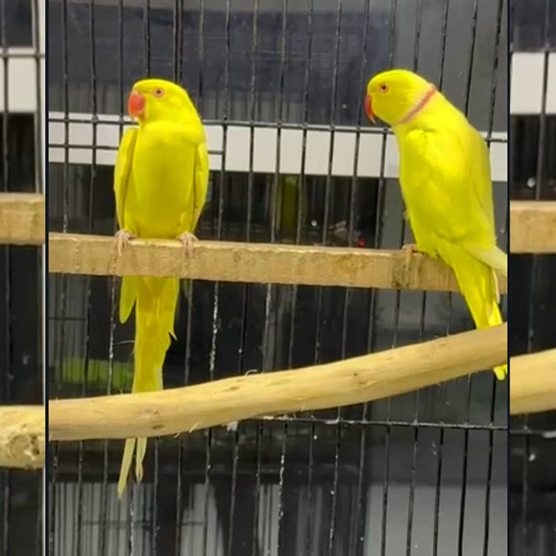 Yellow Ringneck Ready to Breeder Pair for Sale | Yellow Ring Neck 2