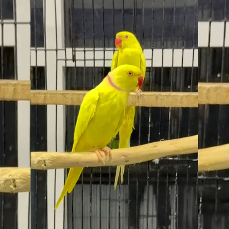 Yellow Ringneck Ready to Breeder Pair for Sale | Yellow Ring Neck 3