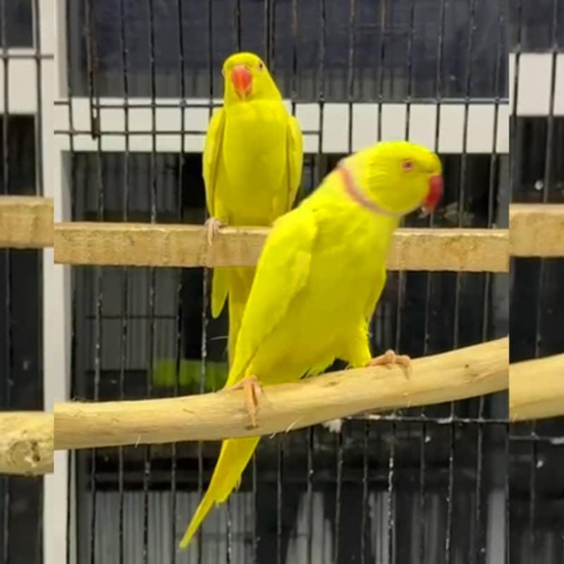 Yellow Ringneck Ready to Breeder Pair for Sale | Yellow Ring Neck 4