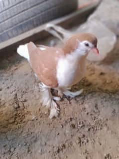 2 lal sharazi chicks for sale urgent pigeons. . kabutar. . kubutar