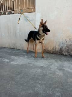 belgiam shepherd female watsaap num 03009782821