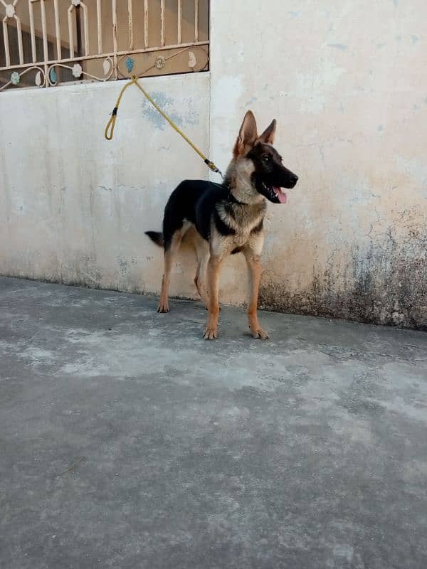 belgiam shepherd female watsaap num 03009782821 0