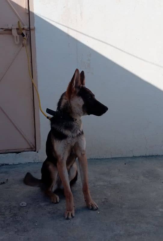 belgiam shepherd female watsaap num 03009782821 3