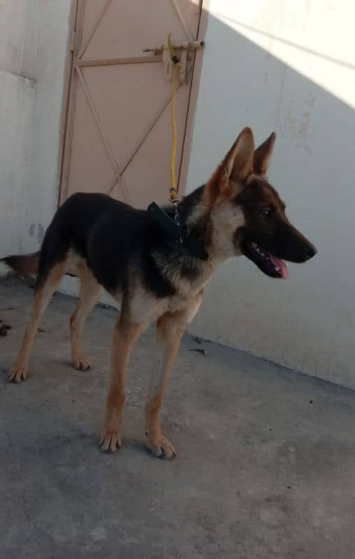 belgiam shepherd female watsaap num 03009782821 4