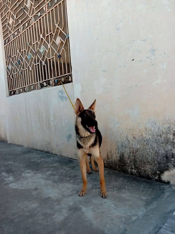 belgiam shepherd female watsaap num 03009782821 7