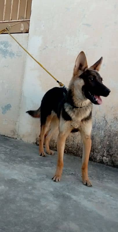 belgiam shepherd female watsaap num 03009782821 8