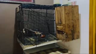 Parrots cage