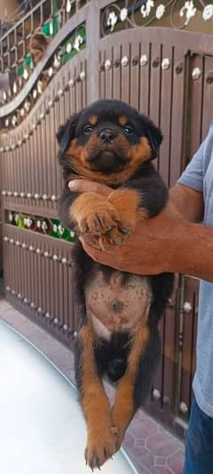 German rotweiler bby 40 days