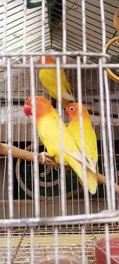 love bird's Latino personata