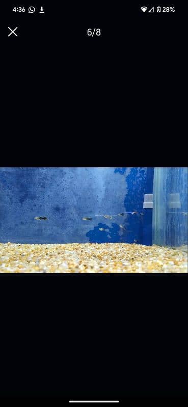 Fishes Setup for sale!! 6