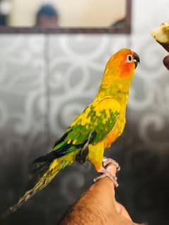 HANDTAME SUNCONURE