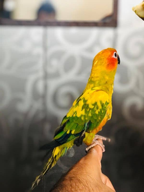 HANDTAME SUNCONURE 1