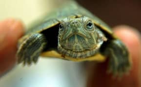 RED EARED SLIDER TURTLE