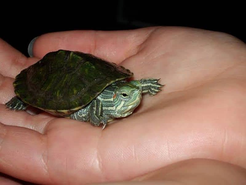 RED EARED SLIDER TURTLE 1