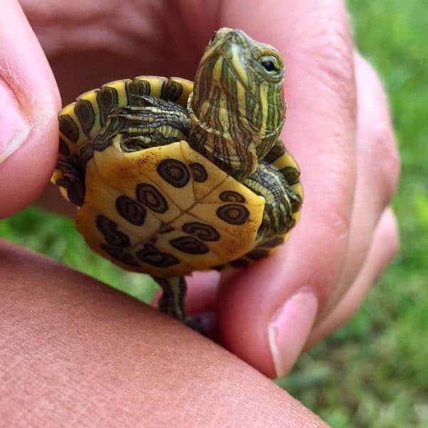 RED EARED SLIDER TURTLE 2