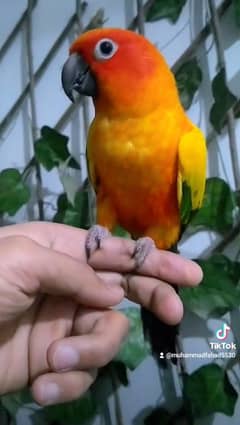 sunconure