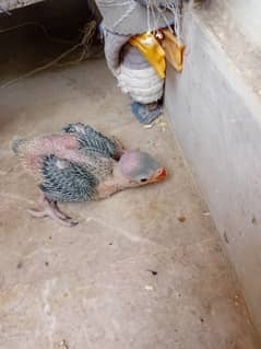 28 day ringneck chicks