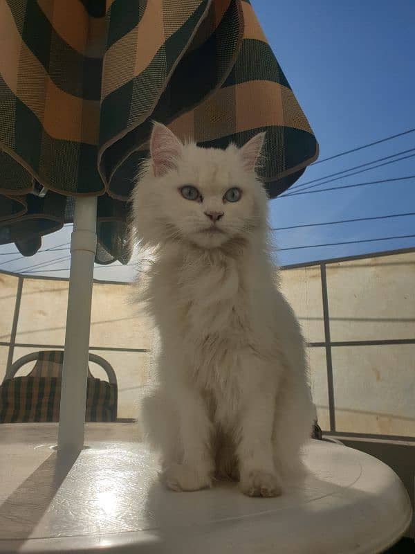 Beautiful Persian Blue Eyes triple coat 0