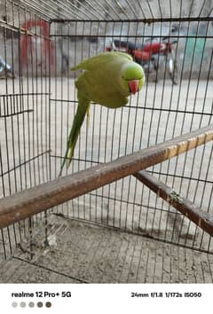 parrot hy bolta ni hy laikin bolny lag jy ga agr bolna sekhao ghy