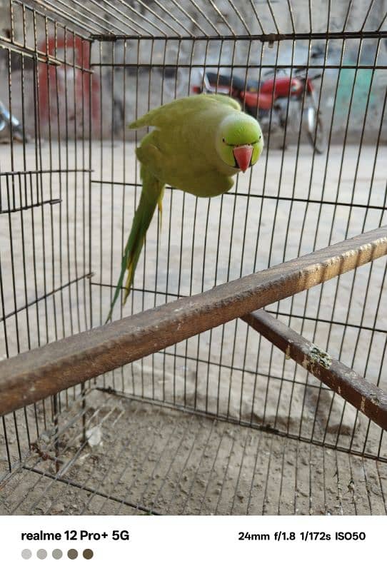 parrot hy bolta ni hy laikin bolny lag jy ga agr bolna sekhao ghy 0