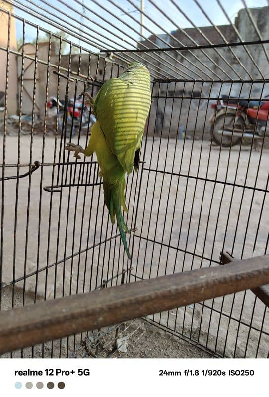 parrot hy bolta ni hy laikin bolny lag jy ga agr bolna sekhao ghy 1