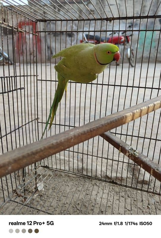 parrot hy bolta ni hy laikin bolny lag jy ga agr bolna sekhao ghy 2