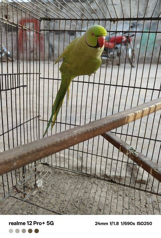 parrot hy bolta ni hy laikin bolny lag jy ga agr bolna sekhao ghy 3