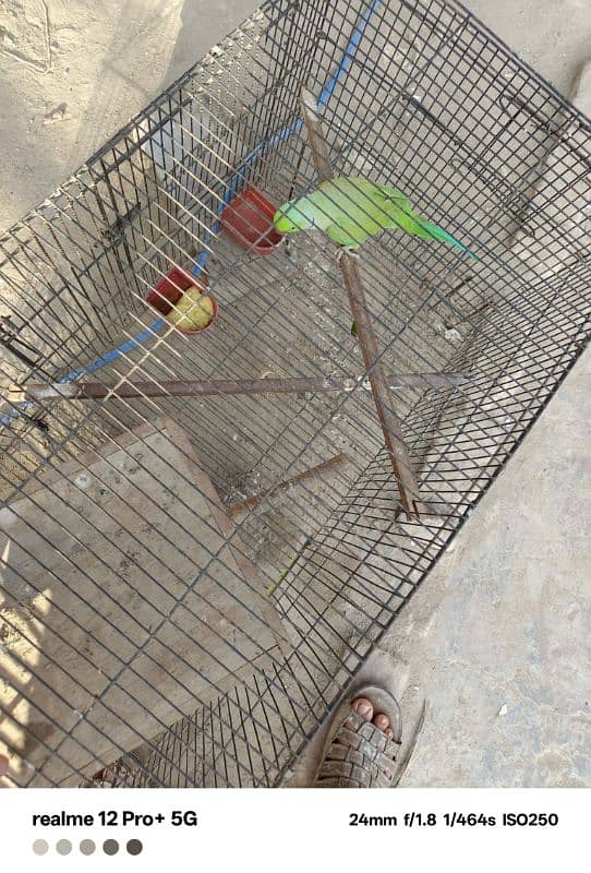 parrot hy bolta ni hy laikin bolny lag jy ga agr bolna sekhao ghy 5