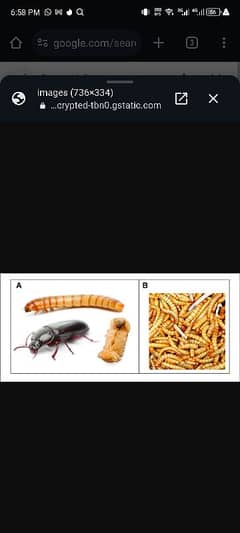 mealworm