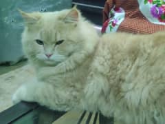 Persian Cat Male 2 Year Triple Coat