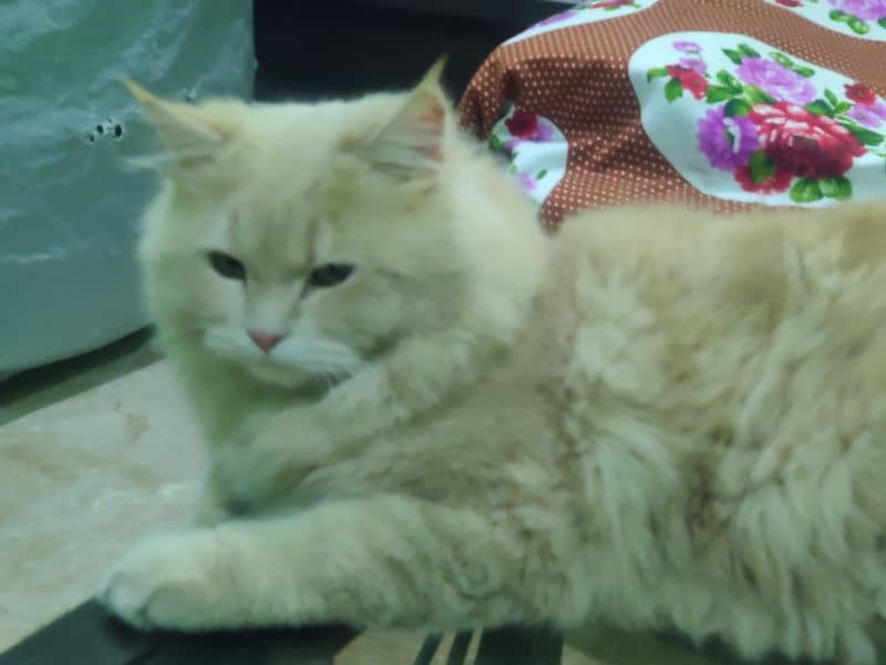 Persian Cat Male 2 Year Triple Coat 2