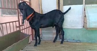 Desi Bakra black urgent for sale _"03130079851