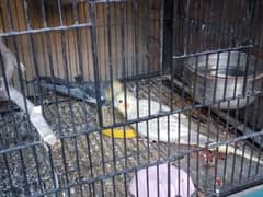 for sale, cockatiels x 02