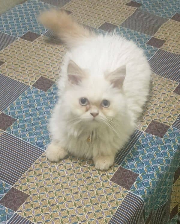 Persian cats 2