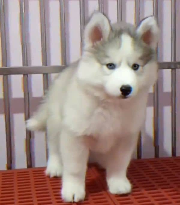 Siberianhusky puppie 1