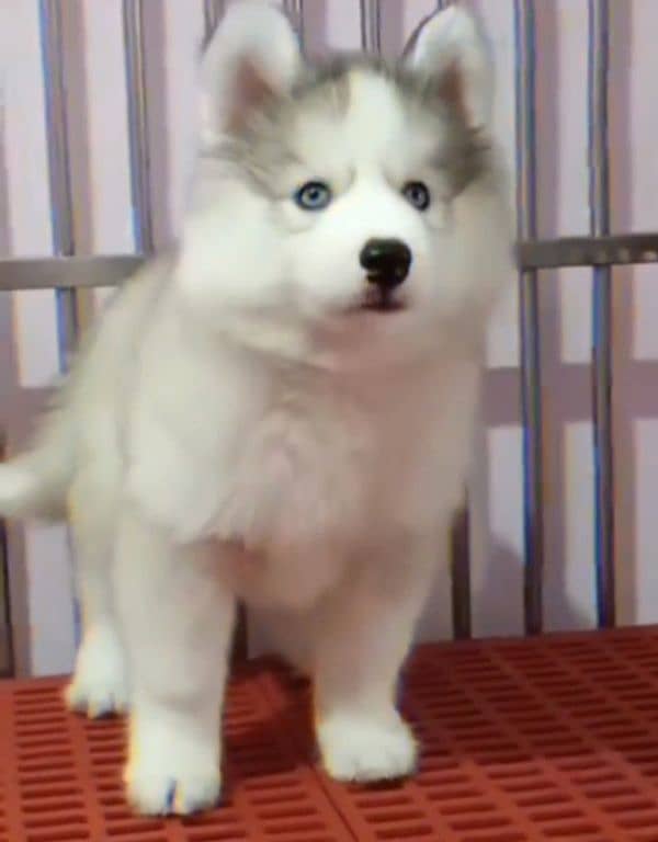 Siberianhusky puppie 0