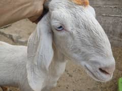 gulabi cross goat