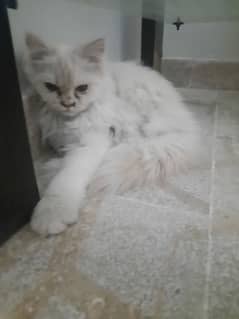 I'm selling my malr Persian cat