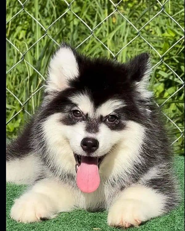 Siberianhusky puppie 1